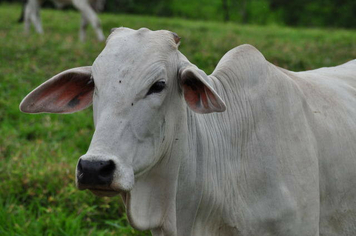 Secretaria de Agricultura alerta sobre raiva bovina